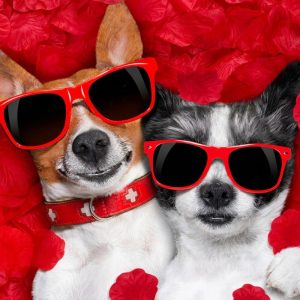 Custom Diamond Painting Kit – Full Drill Pet Photo